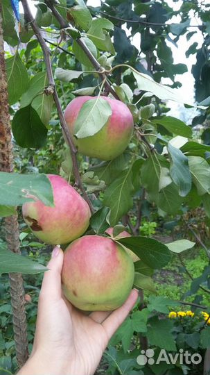 Продаю саженцы плодово-ягодных