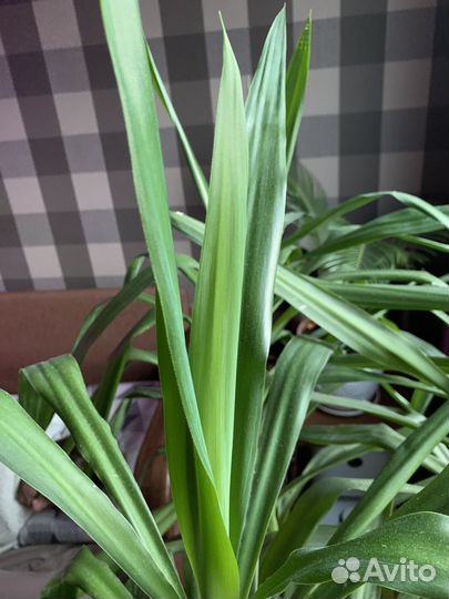 Пальма юкка