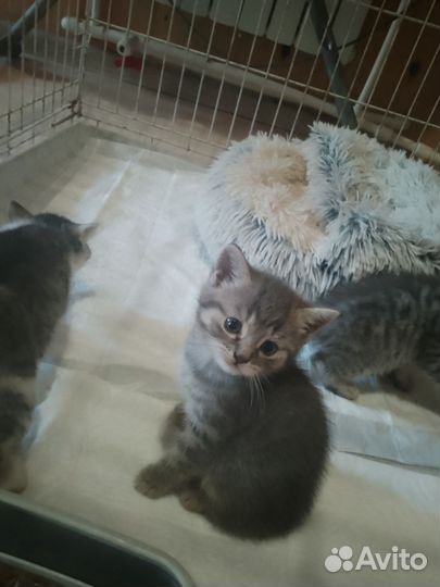 Продаю котят