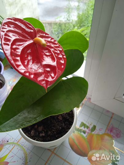 Антуриум красный