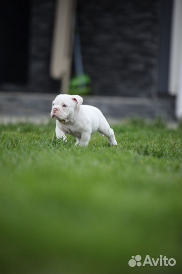 Американский булли покет