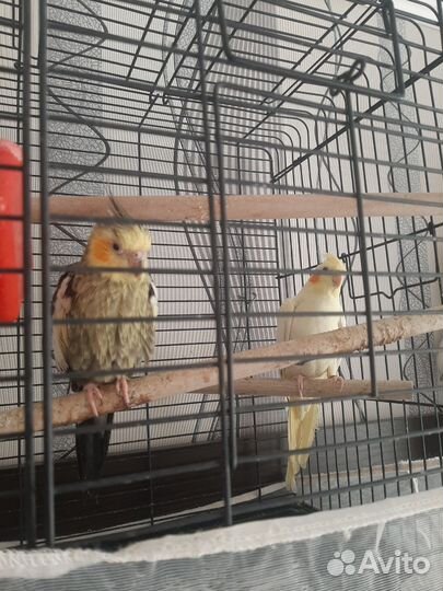 Попугай корелла