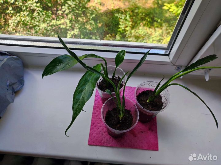 Спатифиллум Домино