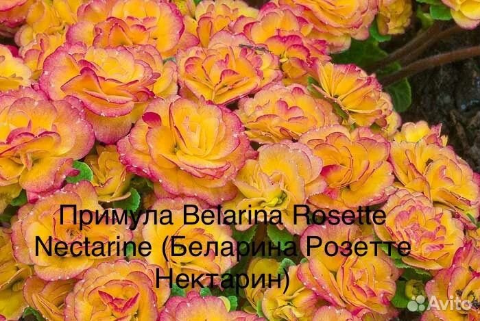 Примула серии Беларина 10 сортов