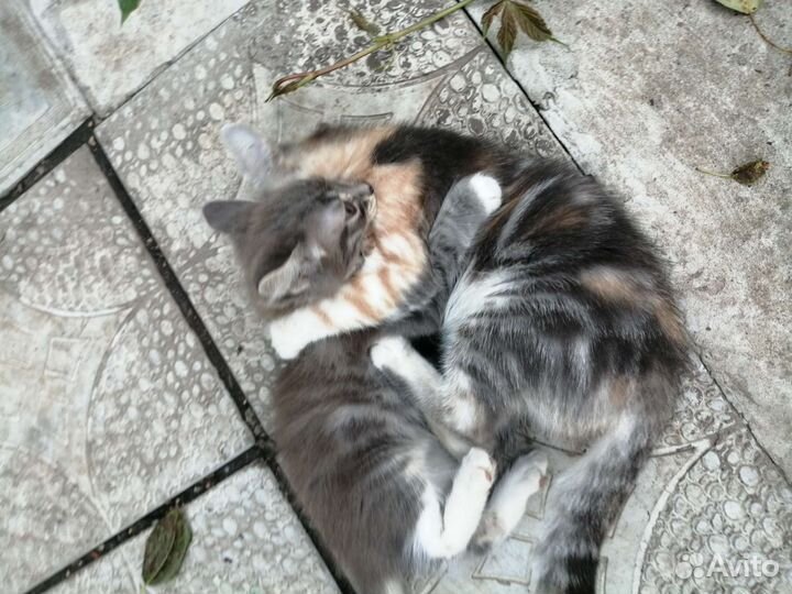 Кошечка в добрые руки