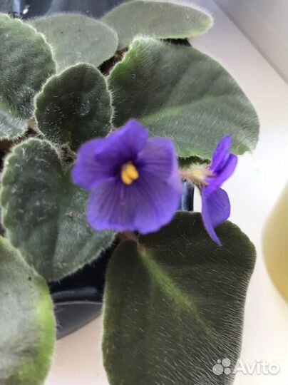 Фиалки вечноцветущие