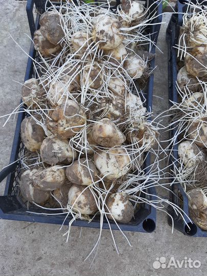 Весенние цветы