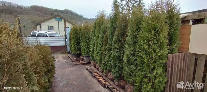 Туя колумна