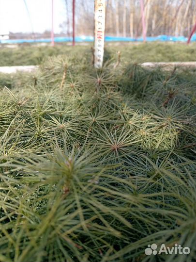 Сеянцы сосны обыкновенной от 12 см. 1 млн. 3 р