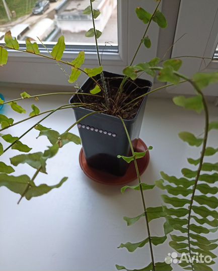 Папортник комнатный