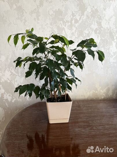 Фикус Бенджамина
