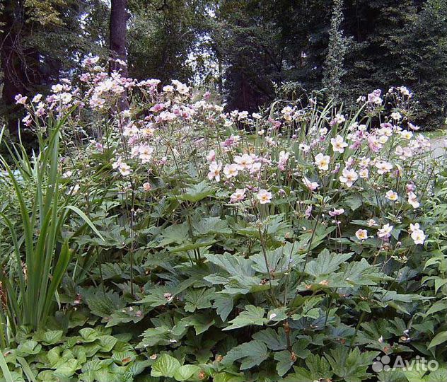 Анемона Робустиссима
