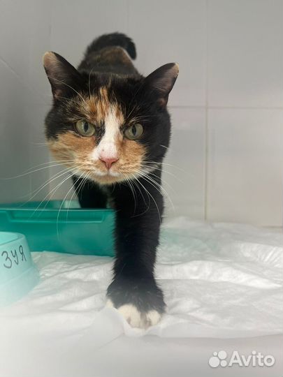 Кошка ищет дом