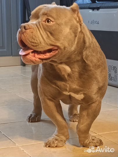 Вязка Амбулли. Пацану- год