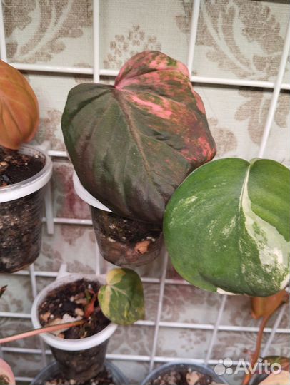 Филодендрон миканс Пинк триколор