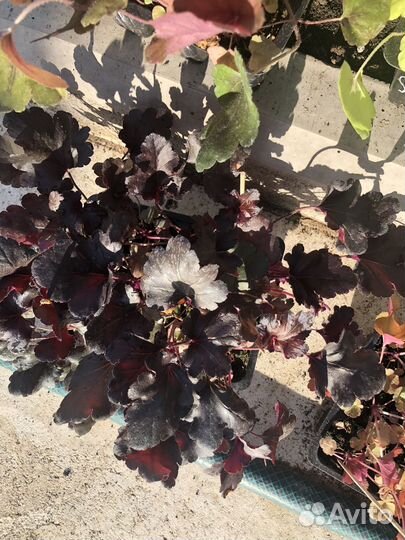 Растения гейхера