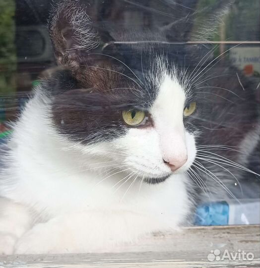 Мудрый, добрый бородач Василий ищет дом