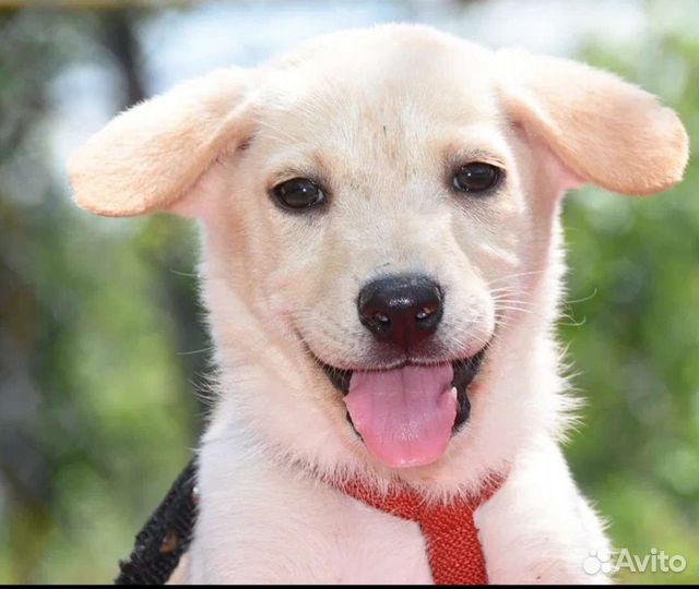 Щенок в добрые руки