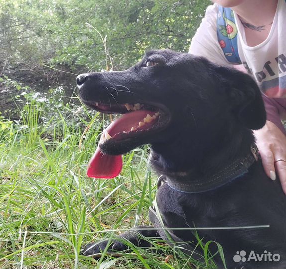 Собака в добрые руки