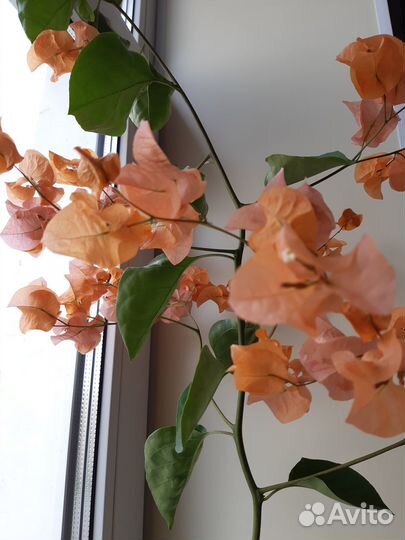 Бугенвиллия