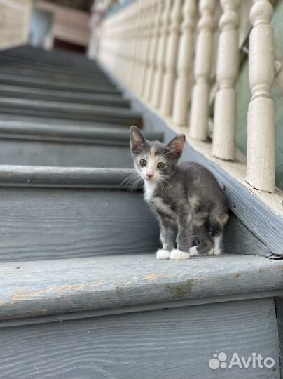 Котята в добрые руки бесплатно