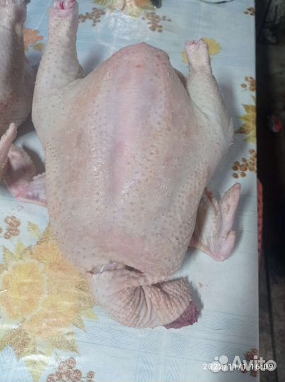 Индюки, Куры бройлеры тушки мясо