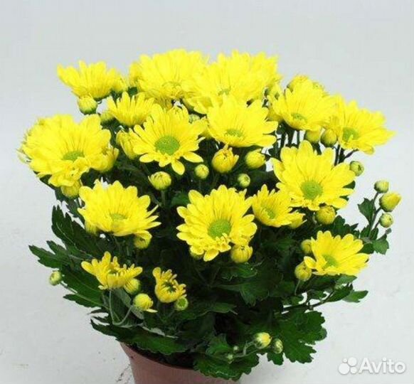 Бальзамин махровый