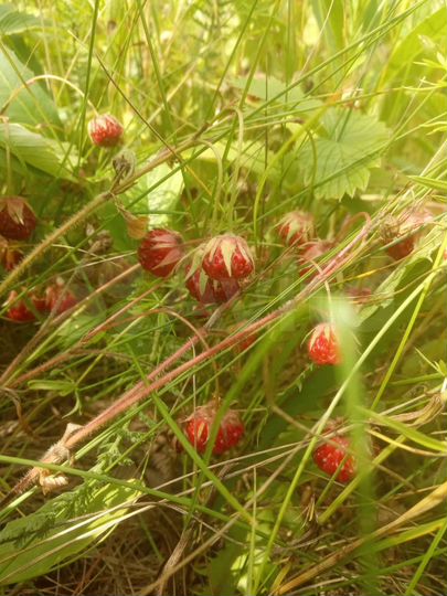 Участок 8 сот. (СНТ, ДНП)