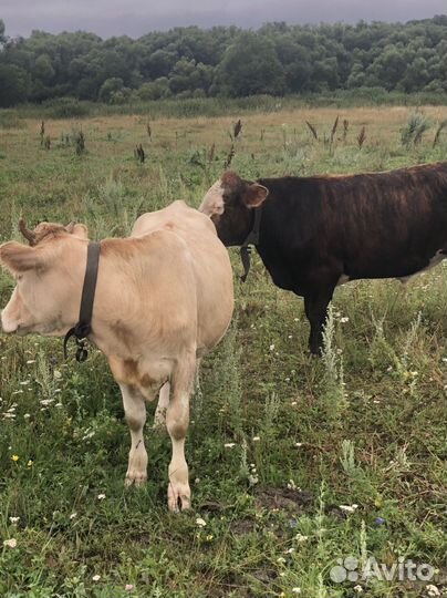 Телки стельные