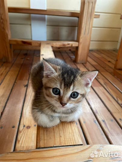 Котята золотая шиншилла