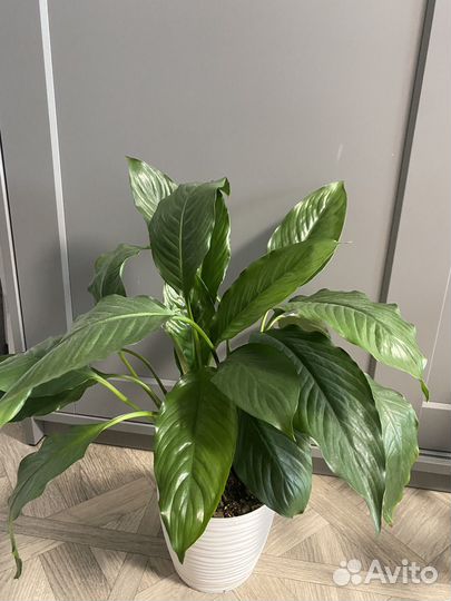 Спатифиллум