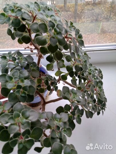 Растения домашние