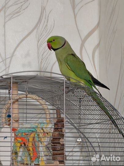 Ожереловый попугай самец