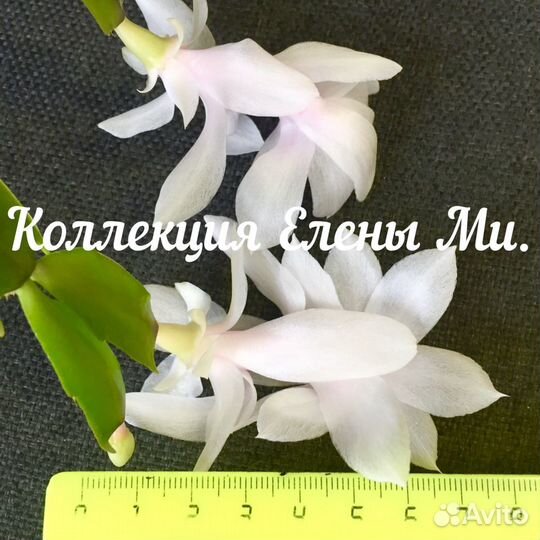 Декабрист желтый и белый