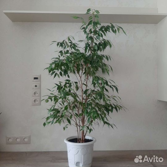 Фикус бенджамина