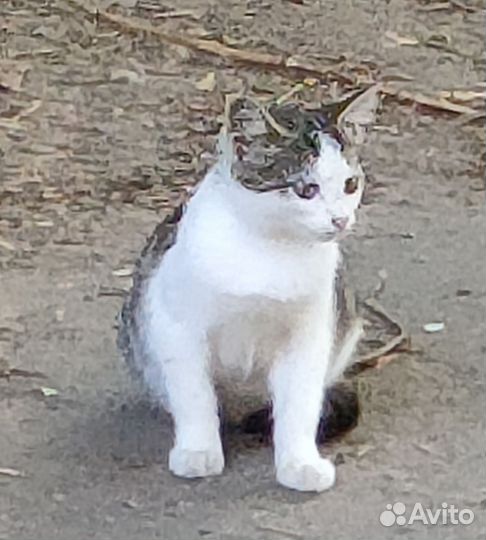 Котенок девочка в дар, бесплатно