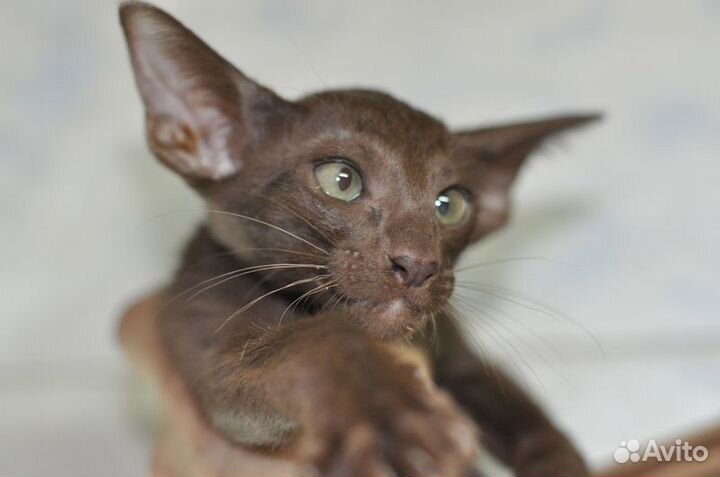 Ориентальная котята, год кота