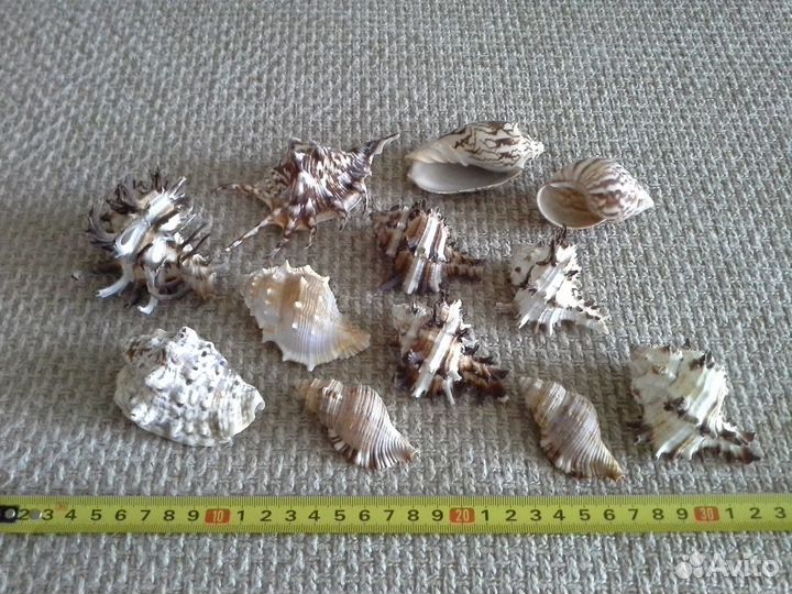 Морские ракушки