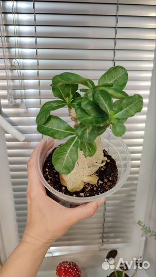 Адениум взрослый