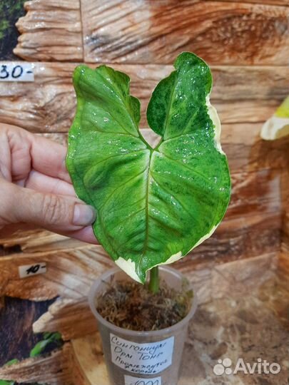 Сингониум Орм тонг