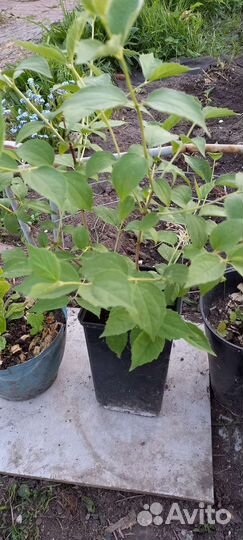 Растения для сада