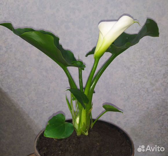 Калла эфиопская (отростки)