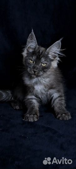 Котята мейн-кун