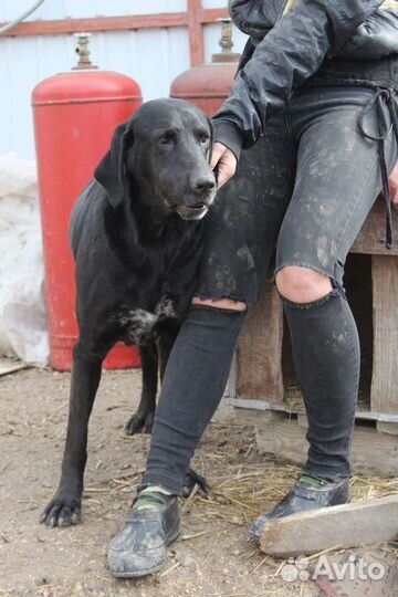 Большая и добрая собака в добрые руки