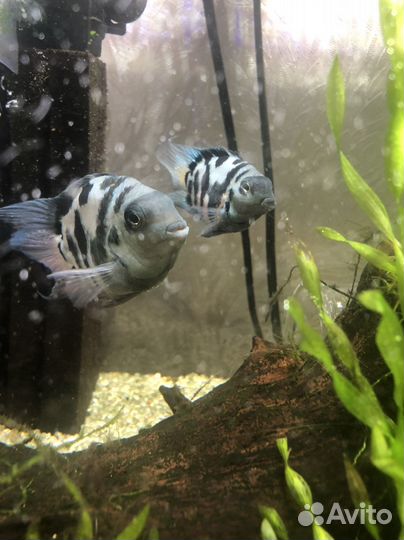 Аквариумные рыбки попугай платиновый