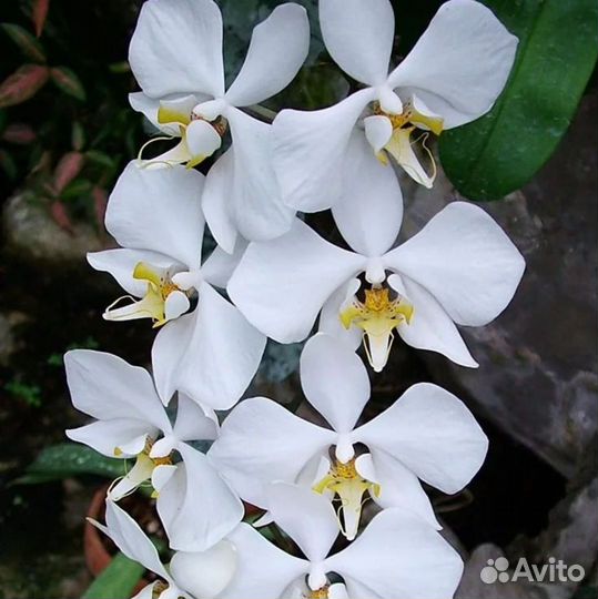 Орхидея Amabilis