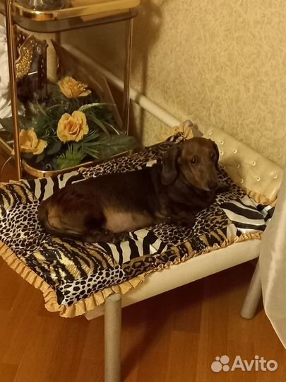 Гостиница для собак