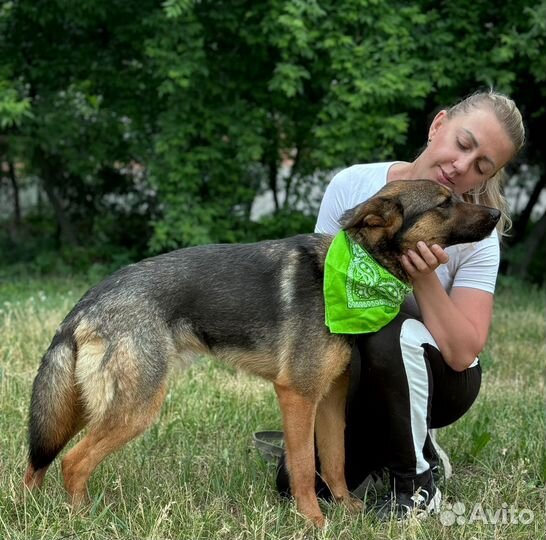 Молодой песик Брют из приюта в поисках дома