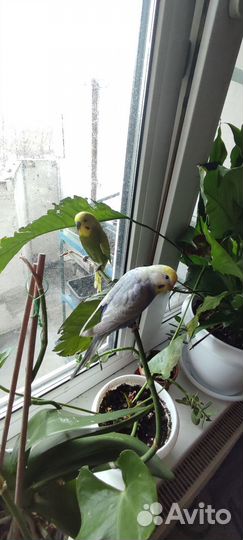 Волнистый попугай с клеткой