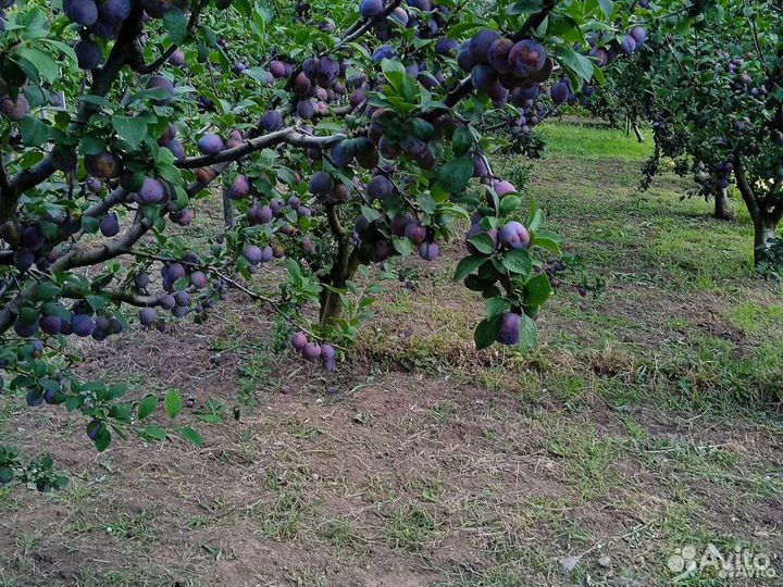 Слива.оптом.и.в.розницу